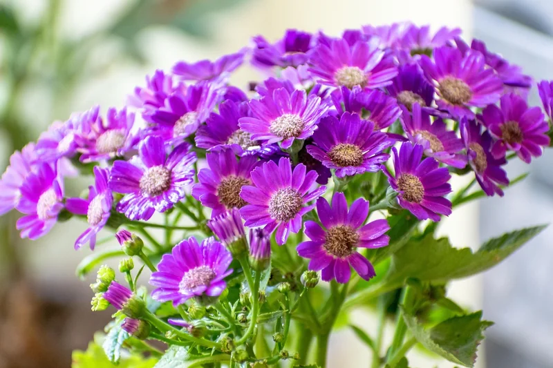 Collezione Primavera
